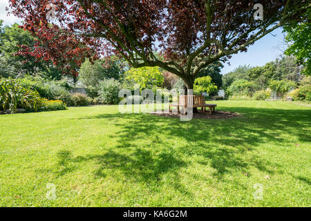 Oriental Cherry Tree Crabtree Mawr Park Abergele North Wales Stockfoto