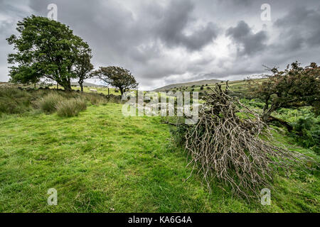 Snowdonia National Park drei Streams Llanfairfechan Teirydl Valley Road North Wales auf einem windgepeitschten Foel Lwyd und Drum Hills suchen. Stockfoto