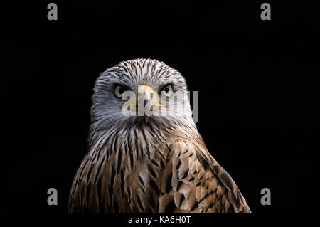 Red Kite Nahaufnahme Kopf geschossen auf dunklem Hintergrund Stockfoto