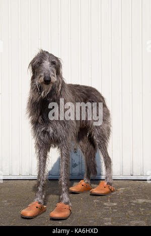 Schottischer Deerhound mit Schuhen Stockfoto