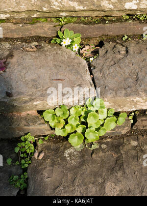 Pflanzen wachsen in der Pflasterung Risse. Taunton, Somerset, England, UK. Stockfoto