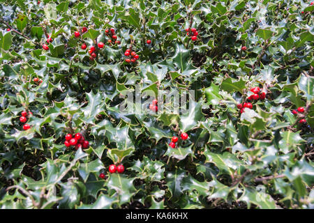 Stechpalme Beeren auf einem holly bush (Ilex Aquifolium). Stockfoto