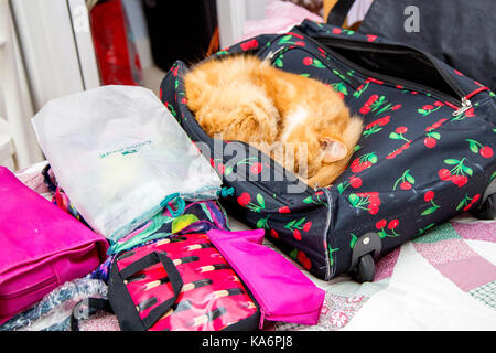 Eine rothaarige Katze zusammengerollt Schlafen in einem Koffer, die Gerade verpackt werden. Stockfoto