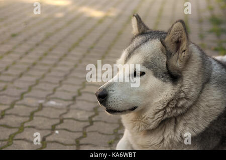 Alaskan Malamute Hund. Stockfoto