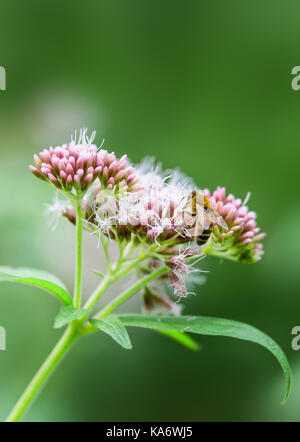 Hanf agrimony Anlage (Eupatorium cannabinum), auch als Heilige Seil bekannt, im Spätsommer in West Sussex, England, UK. Porträt mit kopieren. Stockfoto