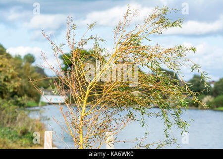 Junge neu gepflanzten Golden Weeping Willow Tree (Salix x Sepulcralis Chrysocoma) an einem See. Stockfoto