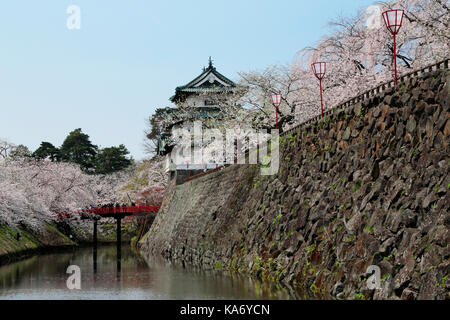 Kirschblüten im Hirosaki Schloss Stockfoto