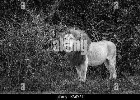 Einsame erwachsenen männlichen Mara Löwe (Panthera leo) stehen in Buschland, Masai Mara, Kenia Stockfoto