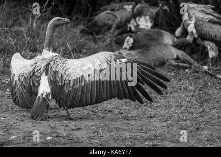 Kritisch bedrohte Afrikanische weiß-backed Vulture (Tylose in Africanus) mit ausgebreiteten Flügeln, die Landung auf einem Kadaver zu fest, Masai Mara, Kenia Stockfoto