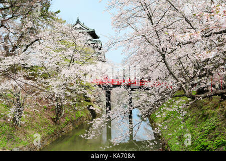 Kirschblüten im Hirosaki Schloss Stockfoto