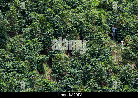 Kaffeepflücker oder cafeteros im Hacienda Venecia Coffee Farm, Manizales, Kolumbien Stockfoto