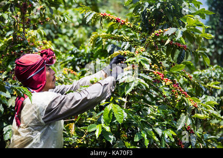 Kaffee picker oder cafetero im Hacienda Venecia Coffee Farm, Manizales, Kolumbien Stockfoto