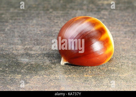 Kastanie (Castanea sativa) Frucht Stockfoto