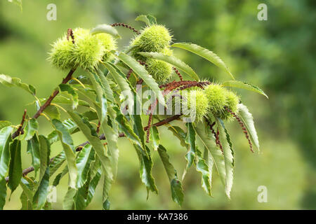 Kastanie (Castanea sativa) Frucht Stockfoto