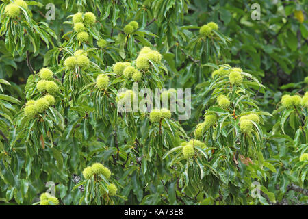 Kastanie (Castanea sativa) Früchte Stockfoto