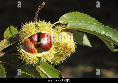 Kastanie (Castanea sativa) Frucht in einem Zweig Stockfoto