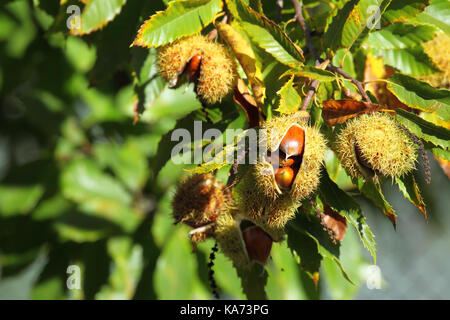 Kastanie (Castanea sativa) Frucht in einem Zweig Stockfoto