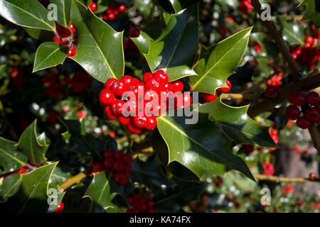 Holly Tree ilex aquifolium beladen mit leuchtend roten Beeren september 2017 Cotswolds uk Stockfoto