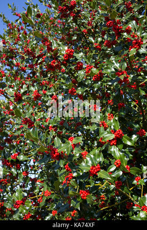 Holly Tree ilex aquifolium beladen mit leuchtend roten Beeren september 2017 Cotswolds uk Stockfoto