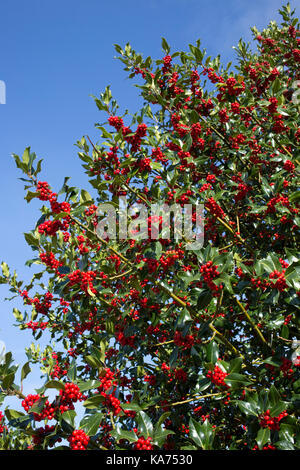 Holly Tree ilex aquifolium beladen mit leuchtend roten Beeren september 2017 Cotswolds uk Stockfoto