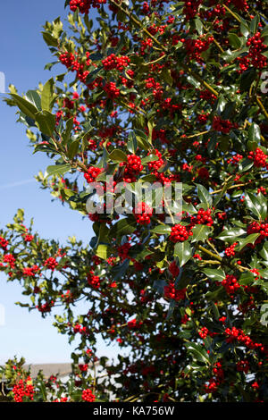 Holly Tree ilex aquifolium beladen mit leuchtend roten Beeren september 2017 Cotswolds uk Stockfoto