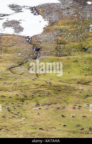 Rentierherde in Schwedisch Lappland Stockfoto