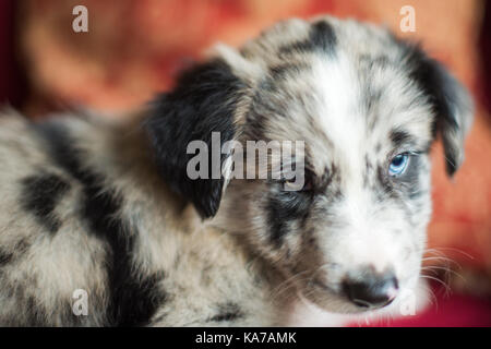 Roki Hund hat mit uns nach Hause kommen! Er ist nicht ganz sicher über seine neue Umgebung und nur noch die anderen "Welpen" haben scharfe Krallen, Zischen und Sie nicht sehen Stockfoto