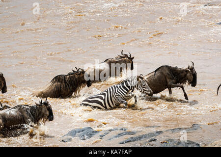 Streifengnu (connochaetes Taurinus) und Zebras (Equus burchellii) Kampf in schnell fliessenden Fluss Mara Kreuzungspunkt, Masai Mara, Kenia Stockfoto