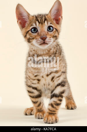 Toyger Pedigree Katze (Felis silvestris catus), Alter 9 Wochen, Farbe braun schwarz Makrele Stockfoto