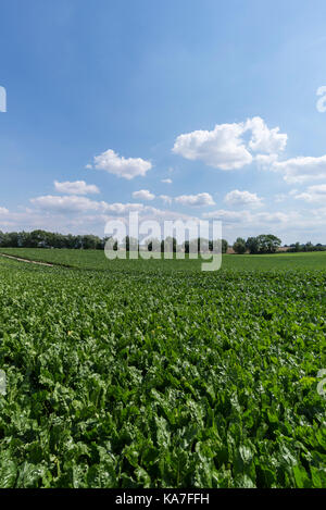 Zuckerrüben Feld, Anbau von Zuckerrüben (Beta vulgaris), Zucker, in der Nähe von beetsfield Rhena, Mecklenburg-Vorpommern Stockfoto