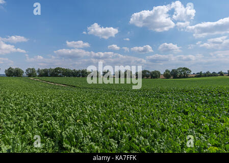 Zuckerrüben Feld, Anbau von Zuckerrüben (Beta vulgaris), Zucker, in der Nähe von beetsfield Rhena, Mecklenburg-Vorpommern Stockfoto