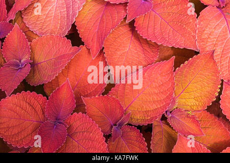 Coleus Nettle (Solenostemon scutellarioides), Lagerfeuer, verlässt im Sommer, Montreal, Quebec, Kanada Stockfoto