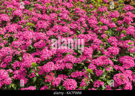 Jolt Pink, Nelke (Dianthus) Blumen im Sommer, Montreal, Quebec, Kanada Stockfoto