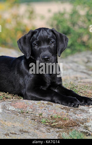 Labrador Retriever, Welpen, 10 Wochen alt, schwarz, Verlegung auf Rock Stockfoto