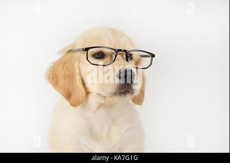 Golden Retriever, Welpen, 7 Wochen alt, Portrait mit Brille Stockfoto