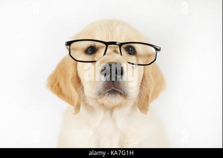 Golden Retriever, Welpen, 7 Wochen alt, Portrait mit Brille Stockfoto