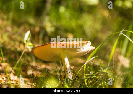 Einen schönen roten Fly agaric wächst im Wald. Amanita muscaria Nahaufnahme auf einen Wald. Typische Herbst Landschaft im nördlichen Europa. Stockfoto