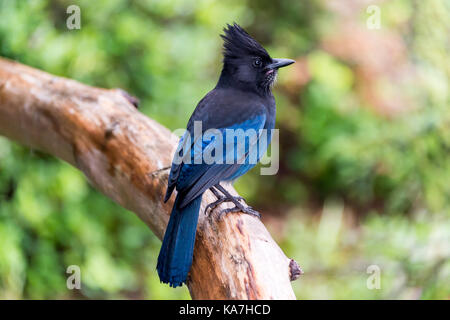 Der Steller Jay (Cyanocitta stelleri) in Ucluelet, British Columbia, Kanada Stockfoto