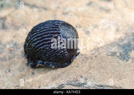 Schwarz slug Gebuckelt in defensive Position in der Nähe von Ucluelet, British Columbia, Kanada Stockfoto