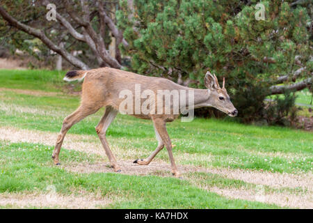 Frau Schwarz angebundene Rotwild im Beacon Hill Park, Victoria, British Columbia, Kanada Stockfoto