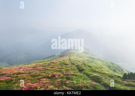 Rhododendren blühen in einer wunderschönen Lage in den Bergen. Blumen in den Bergen. Blühende Rhododendren in den Bergen an einem sonnigen Sommertag. Dramatische ungewöhnliche Szene. Karpaten, Ukraine Stockfoto