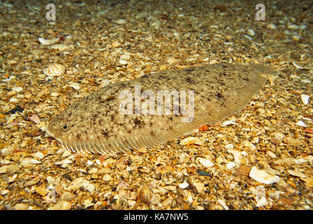 Tierwelt. Fische. Seezunge liegen auf dem Meeresgrund. Stockfoto