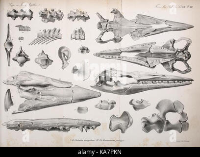 Synopse der ausgestorbenen Batrachia, Reptilia und Aves von Nordamerika (8182124811) Stockfoto