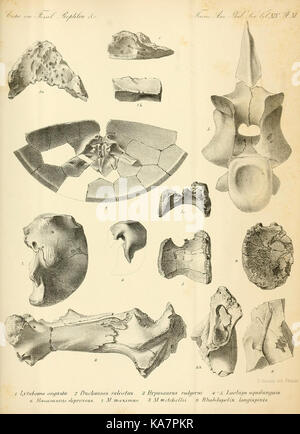 Synopse der ausgestorbenen Batrachia, Reptilia und Aves von Nordamerika (8182162342) Stockfoto