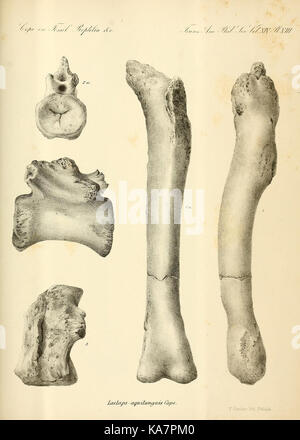 Synopse der ausgestorbenen Batrachia, Reptilia und Aves von Nordamerika (8182161416) Stockfoto