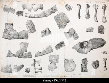 Synopse der ausgestorbenen Batrachia, Reptilia und Aves von Nordamerika (8182161054) Stockfoto