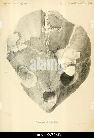 Synopse der ausgestorbenen Batrachia, Reptilia und Aves von Nordamerika (8182160532) Stockfoto