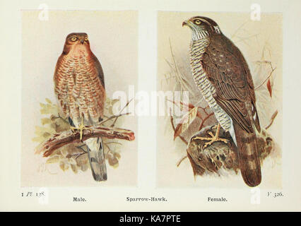 Eine illustrierte Arbeit über die Vögel der Britischen Inseln und ihre Eier, veröffentlicht vom American Museum of Natural History, die die Vogelvielfalt der Region veranschaulicht. Stockfoto