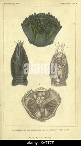 Eine Illustration aus einem Grundtext zur Naturgeschichte, der sich auf Krebstiere und ihre Organisation im Tierreich konzentriert. Diese Arbeit beleuchtet frühe biologische Klassifizierungen von Arten. Stockfoto