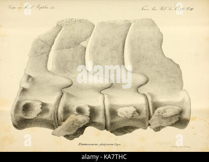Dieser Text enthält eine Zusammenfassung ausgestorbener Arten aus den Klassen Batrachia (Amphibien), Reptilia (Reptilien) und Aves (Vögel) in Nordamerika, in der ihre Merkmale und die Geschichte ihres Aussterbens detailliert dargestellt werden. Stockfoto